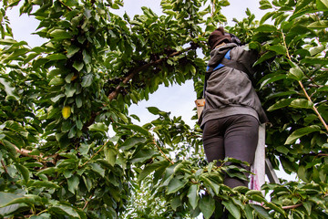 Low angle view of farm worker standing on the ladder and picking cherries from the tree, Cherry...