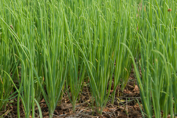Aliurmcepa var aggregatum, Green Shallot, Green Shallot from Thailand country