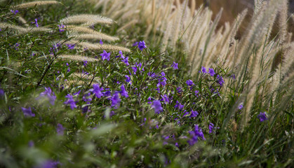 Obraz premium Garden or park in Abu Dhabi, United Arab Emirates