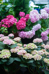 Pink hydrangea in pots in a shop, flower shop, gardening