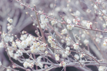 淡い梅の花