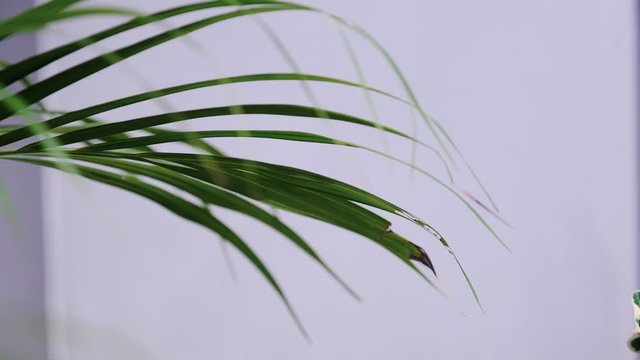 close up of palm leaf, tropical leaf in natural wind on minimal style background
