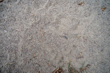 Dim dirty sand with dry foliage