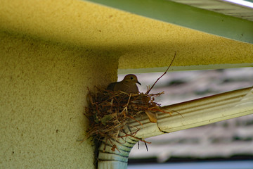 Mourning Dove in Her Nest (CA 00330)