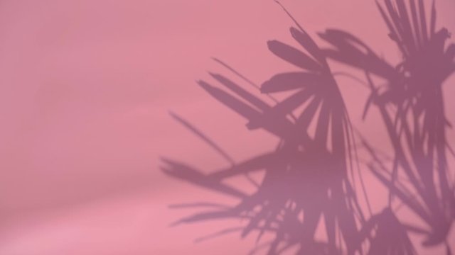 Close up silhouette shadow of palm leaves motion by natural wind on pink wall background.	