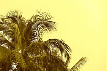 Coconut palm under tropical rain. Tropical background yellow color toned