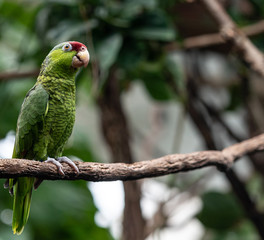 Deep Green, Maroon, and Blue Plumage on a Blue Crested Parrot on a Vine