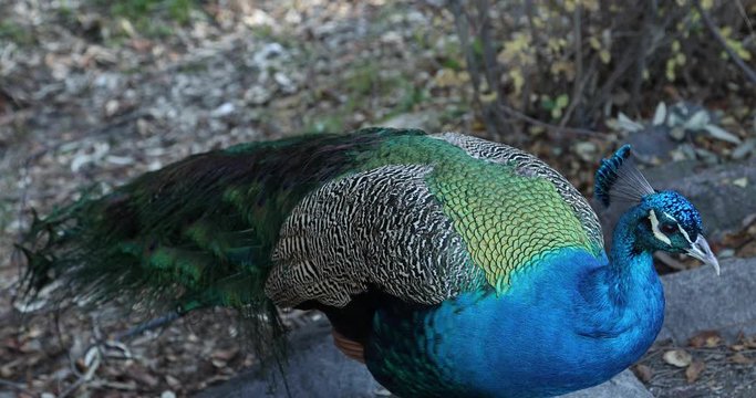 One beautiful male peacock close up