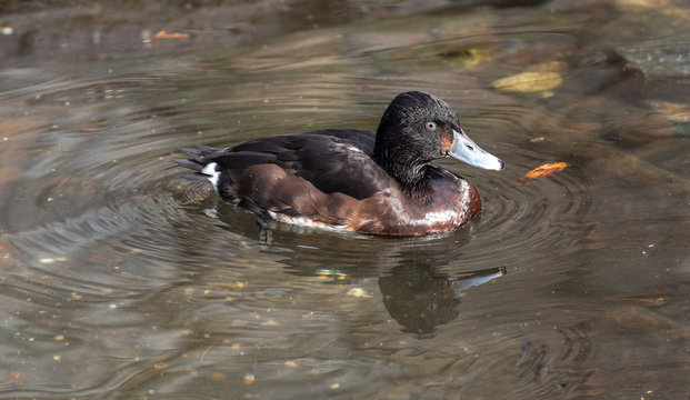 Maroon, Brown, and White Plumage on a Baers Pochard Duck in a Pond