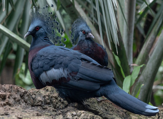 Blue, Red, and Aqua Plumage on a Pair of Victoria Crested Pigeons