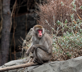 Brown Fur and Pink Face on a Japanese Macaque on Rocky Outcrop 