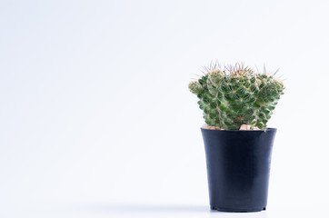 small cactus pot on white background