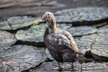 Earth Toned Plumage on a Spectacle Eider in Profile