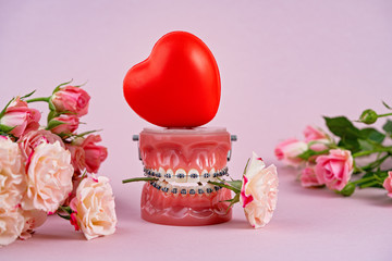 Funny orthodontic  dental model with red heart and rose flower on pink background. Demonstration...