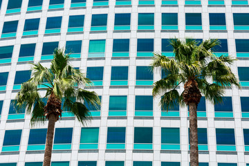 Fototapeta na wymiar Two desert fan palm tree in front of modern office building during daytime