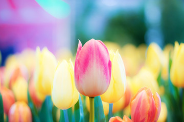 Pink tulip flower with colorful.