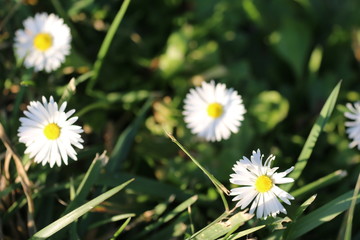 small flower_2876