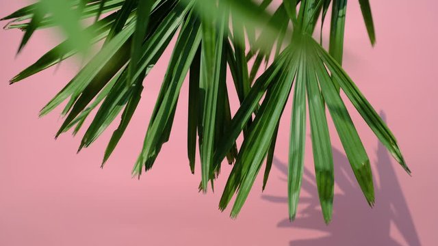 Close up silhouette shadow of palm leaves motion by natural wind on pink wall background.	