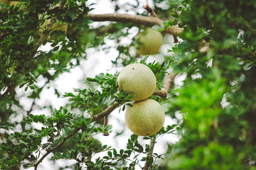 Limonia, Curd Fruit, Elephant Apple, Gelingga, Kavath, Monkey Fruit, Wood Apple