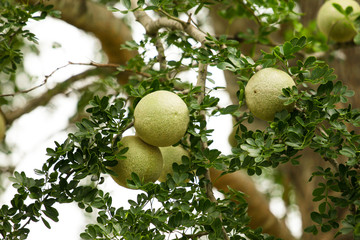 Limonia, Curd Fruit, Elephant Apple, Gelingga, Kavath, Monkey Fruit, Wood Apple