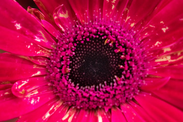 closeup red gerbera daisy