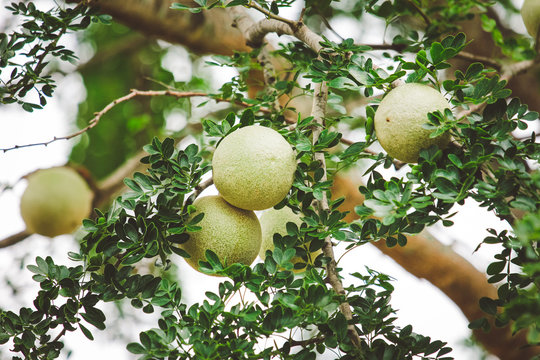 Limonia, Curd Fruit, Elephant Apple, Gelingga, Kavath, Monkey Fruit, Wood Apple