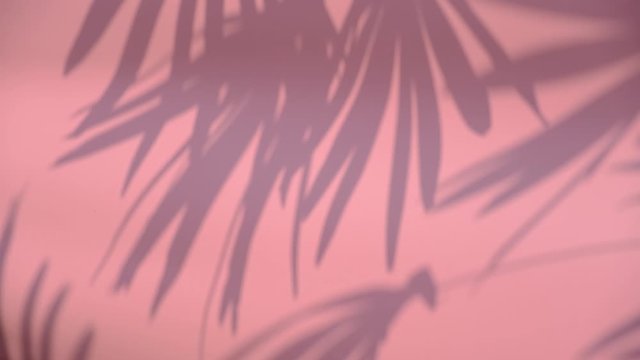 Close up silhouette shadow of palm leaves motion by natural wind on pink wall background.	