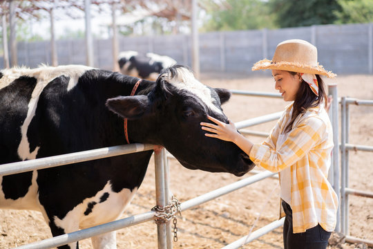 Portrait Asian Owner Of A Cow Farm Standing On The Farm She Touches The Cow's Head