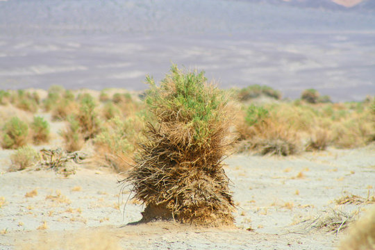 Arrow Weed (CA 04059)