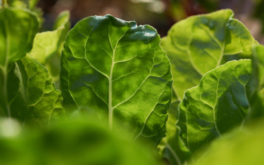 Close-up view of the right green leaf of vegetable in the homegrown garden