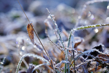 霜の朝
