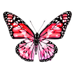 Color butterfly , isolated on white background