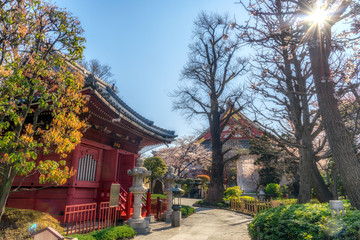 The scenery of sakura blooming and colorful foliage inside Sensoji or Asaksa temple in Tokyo, Japan.