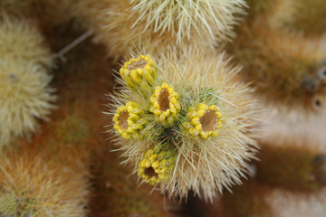 Teddybear Cholla Cactus Blossoms (CA 04365 )