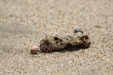 lizard on sand