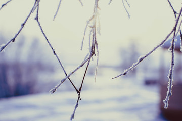 Hoarfrost on birch branches.