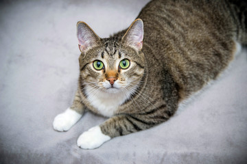 The striped smooth-haired cat lies on a gray background. Top view, the cat is looking into the frame.