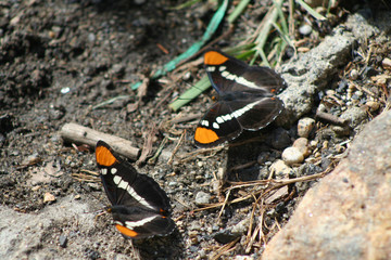 California Sister Butterflies (CA 04646)