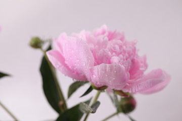 Peony 'Sorbet'  on a white background