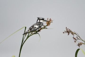 Pied kingfisher, Mabamba Bay, Uganda