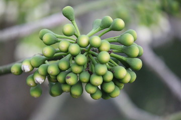 bunch of grapes on vine