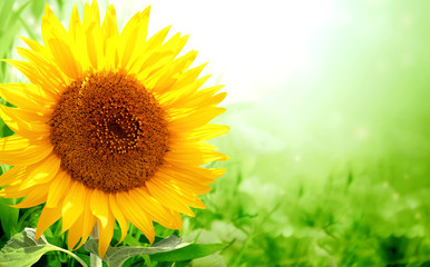Sunflower on blurred sunny background