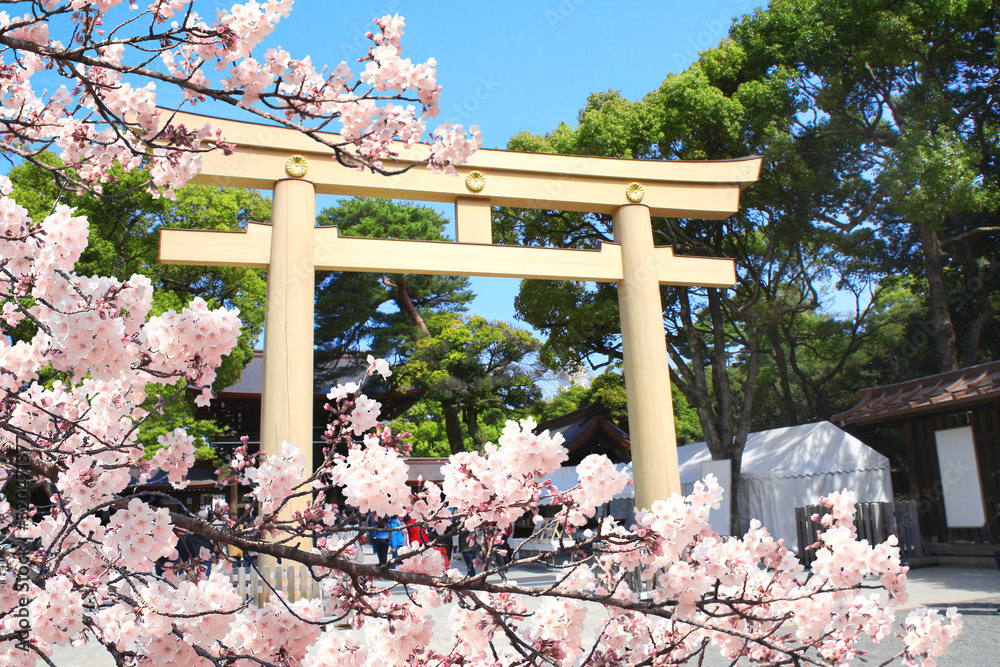 Wall mural Torii-gate and blooming sakura branch in Meiji Jingu, Tokyo, Japan