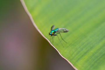 Green fly on leaf