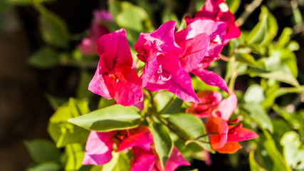 Bougainvillea glabra is sometimes referred to as 