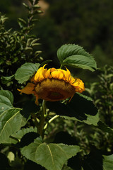 downward sunflower