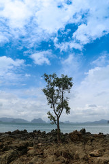 Koh Yao Noi island single tree standing by the beach, Phuket, Thailand