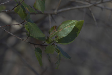 tattooed leaf