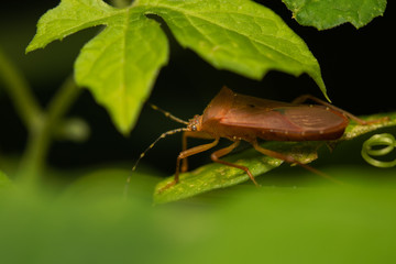 Bug on leaf