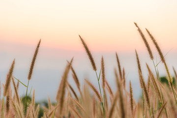 Obraz premium Close-up grass flower with sunset on background. Outdoor in the natural concept